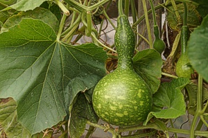 rosnący kalabasz